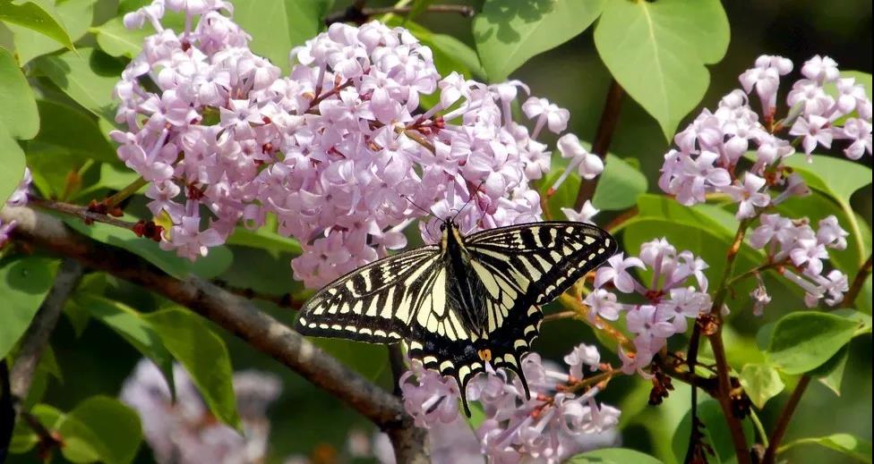 1588059470163520.jpg 3.jpg